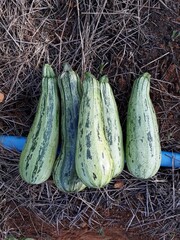 zucchini on the market