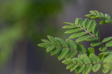 Background of green leaves in summer.