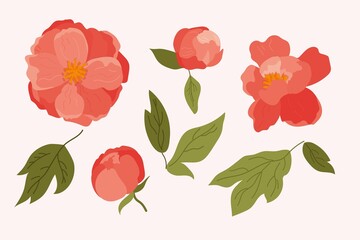 A set of coral peony flowers in a vector. A collection of individual elements of pink flowers and green leaves, buds for bouquets, wreaths, invitations to weddings, anniversaries, birthdays, postcard