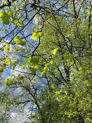 spring in the forest