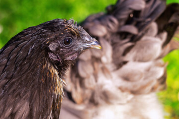 Brown hen, right side close up side photo in garden