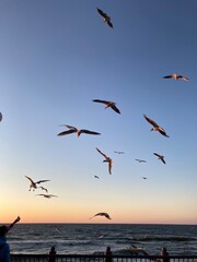 seagulls on the beach at sunset