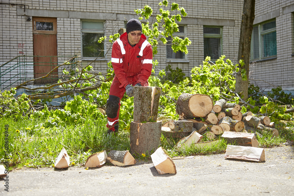 Wall mural a tree surgeon hangs ropes in the crown of a tree using a chainsaw to cut branches. an adult male we