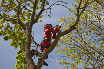 Tree surgeon. Working with a chainsaw. Sawing wood with a chainsaw.	