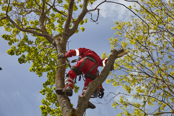 Tree surgeon. Working with a chainsaw. Sawing wood with a chainsaw.	