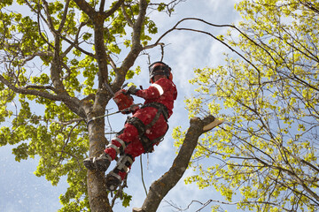 Tree surgeon. Working with a chainsaw. Sawing wood with a chainsaw.
