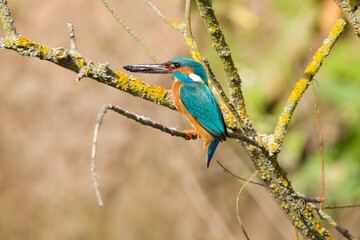 Kingfisher with a fish