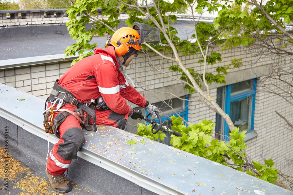 Wall mural tree surgeon. working with a chainsaw. sawing wood with a chainsaw.