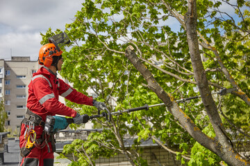 Tree surgeon. Working with a chainsaw. Sawing wood with a chainsaw.
