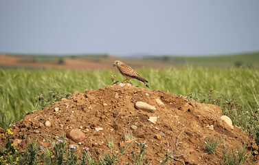 A adult male common kestrel (Falco tinnunculus) feeding on the ground with a beetle in the Tierra de Campos region, Castilla, Spain