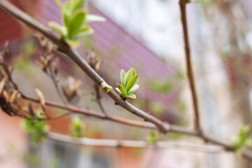 Young green leaves on a tree branch