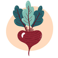 Fresh organic vegetables-beetroot. Vector illustration, Healthy vegetarian food.