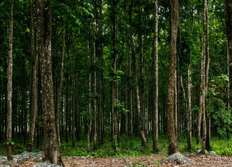 forest in the morning