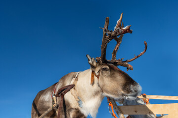 portrait of reindeer with a sleigh for tourist in front of a blue sky, stunning massive antlers