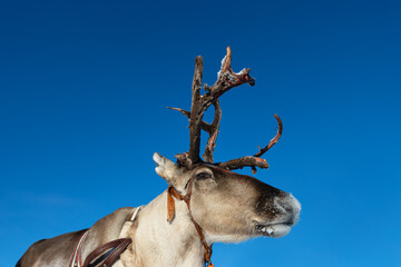 portrait of reindeer with a sleigh for tourist in front of a blue sky, stunning massive antlers