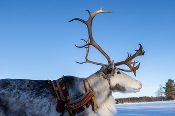 beautiful white reindeer with stunning massive antlers in the finish winter wonderland