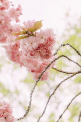 pink cherry blossom