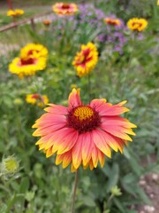 Beautiful multicolored flowers on a green lawn. Bright flowers with a wonderful smell.