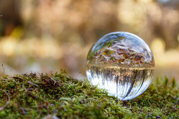 A look at the upside-down world through a ball. The crystal ball lies on the green moss of a tree with a view of the autumn forest. Focus on the crystal ball. Take care of nature. Close-up