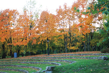 autumn. fun colors of autumn. amphitheater with trees in autumn park