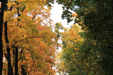 autumn. fun colors of autumn. border of green and yellow inflorescence of autumn