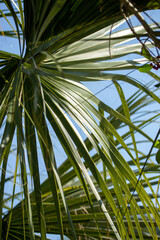 Obraz na płótnie Canvas Palm Tree Leaves Against a Blue Sky 