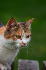 White-red stray cat hunts birds