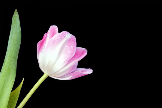 One pink tulip isolated on black
