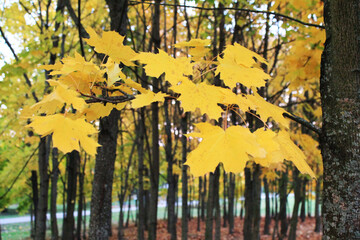 autumn. fun colors of autumn. extravaganza of bright autumn leaves against a background of trees