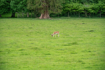 Obraz na płótnie Canvas deer grazing on green pasture in the grounds of Welsh estate