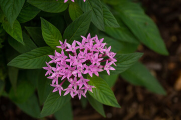 Blooming Pink Flowers with Green Leaves 