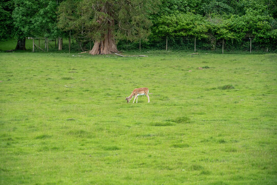 deer grazing on green pasture in the grounds of Welsh estate © Martin