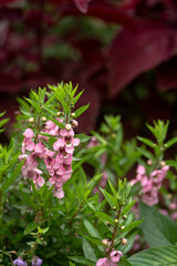 Plant with Pink Flowers with Red Leaves in the Background