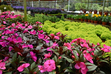 The Beautiful Flowers and Grass Beds of Cameron Highlands Malaysia