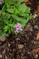 Plant with Pink Flowers with a Brown Mulch Background