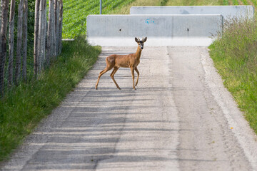 deer on the road