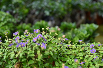 The Beautiful Flowers and Grass Beds of Cameron Highlands Malaysia