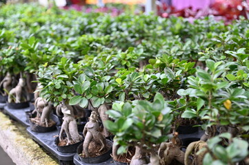 The Beautiful Flowers and Grass Beds of Cameron Highlands Malaysia