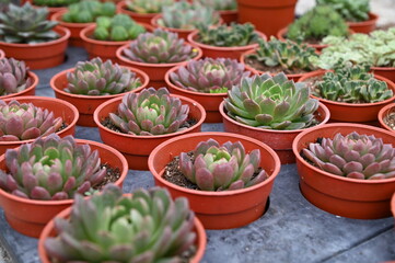 The Beautiful Flowers and Grass Beds of Cameron Highlands Malaysia