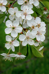 White blossom on the tree blooming in the early spring, backgroung blured. High quality photo