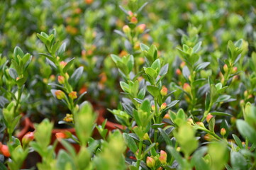 The Beautiful Flowers and Grass Beds of Cameron Highlands Malaysia