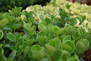 Obraz premium The Beautiful Flowers and Grass Beds of Cameron Highlands Malaysia