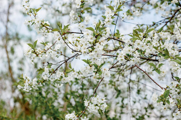 White blossom on the tree blooming in the early spring, backgroung blured. High quality photo
