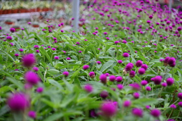 The Beautiful Flowers and Grass Beds of Cameron Highlands Malaysia