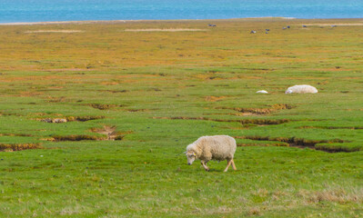 Schaf auf Weide an der Nordsee