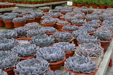 The Beautiful Flowers and Grass Beds of Cameron Highlands Malaysia
