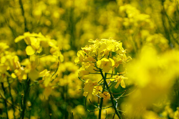 Obraz premium Close up blooming rapeseedin agricultural field. Rapeseed is grown for the production of animal feeds, vegetable oils and biodiesel