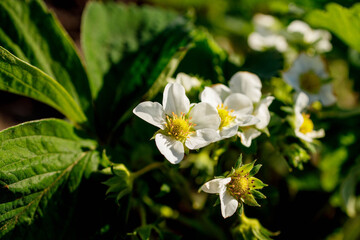 Bush of blooming strawberries grow on an organic farm on a sunny day. Spring flowering strawberries grow in the garden.