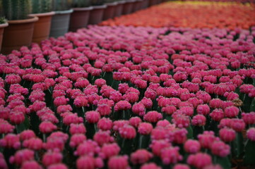 The Beautiful Flowers and Grass Beds of Cameron Highlands Malaysia