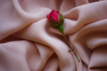 Pink rose flower on delicate cream thin chiffon